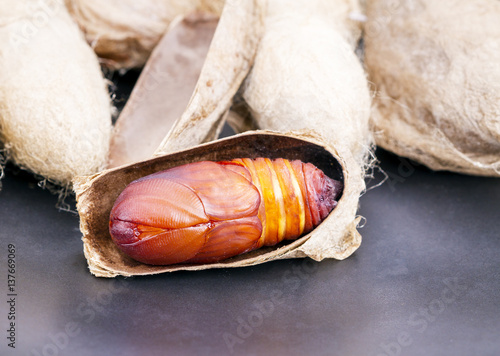 Photos Closed up of giant Atlas moth (Attacus atlas) chrysalis or pupa