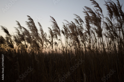 the reeds