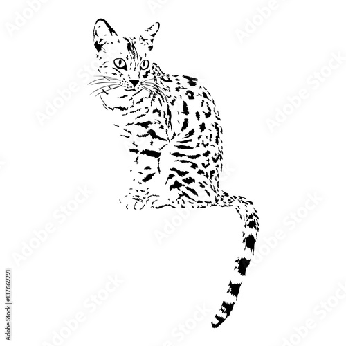 bengal cat, isolated animal vector illustration, tattoo