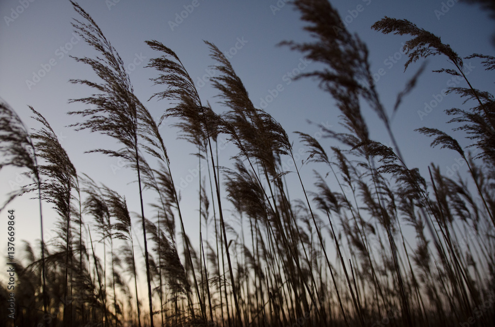 Obraz premium the reeds