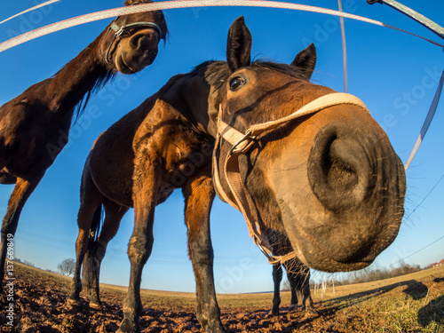 Pferd Fish-Eye photo