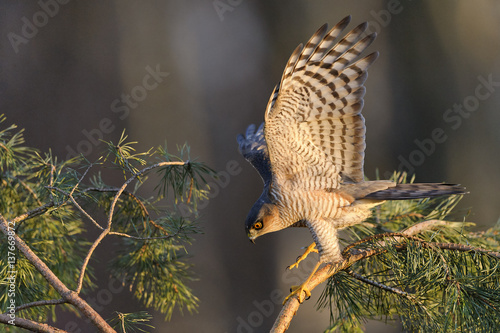 Wild Europaean Sparrowhawk Accipiter nisus hunting for sparrows in dense vegetation , natural sunny forest background photo