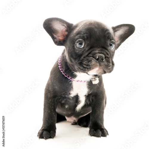 Black Brindle French bulldog puppy on White background