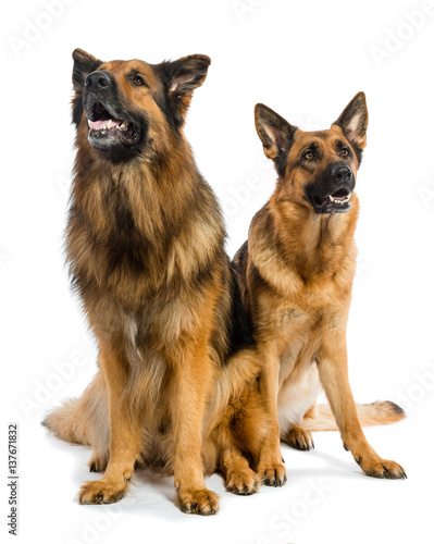 Two German shepherds dog sitting on white background