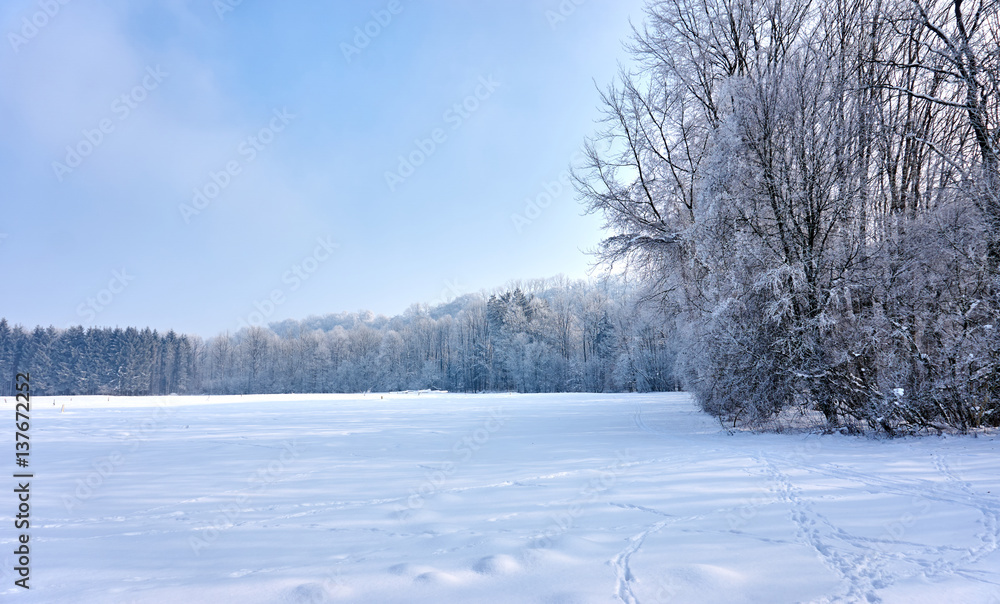 Beautiful winter landscape with white trees