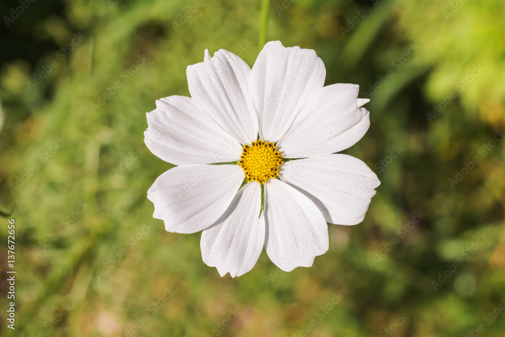 Close up white cosmos flowers in the garden Close up white cosmos flowers in the garden