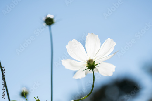 White Cosmos flower with Blue sky in Low Angle