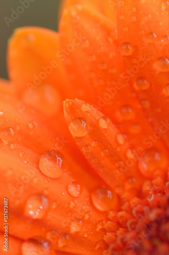 Macro texture of water droplets on orange colored Daisy flower in vertical frame