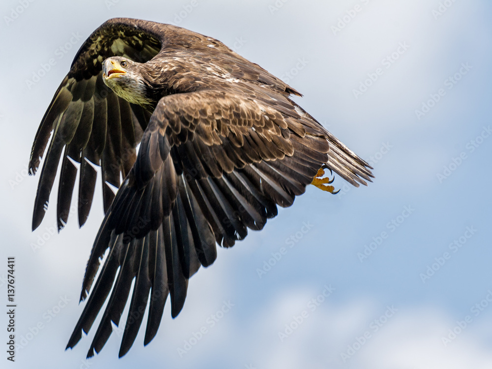 Fototapeta premium golden eagle