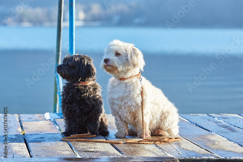 Canvas Print Havanese dogs on pier at lake Attersee
