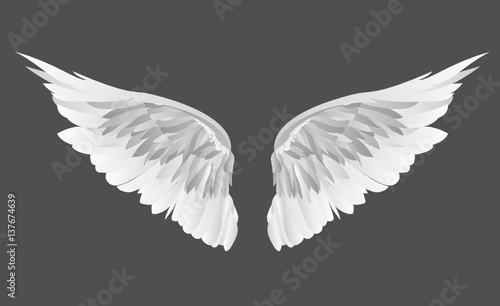 Wings. Vector illustration on grey background.