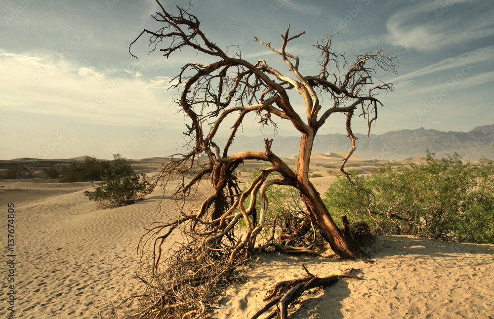 Dead tree in the Mojave desert - Death Valley California Dead tree in the Mojave desert - Death Valley California