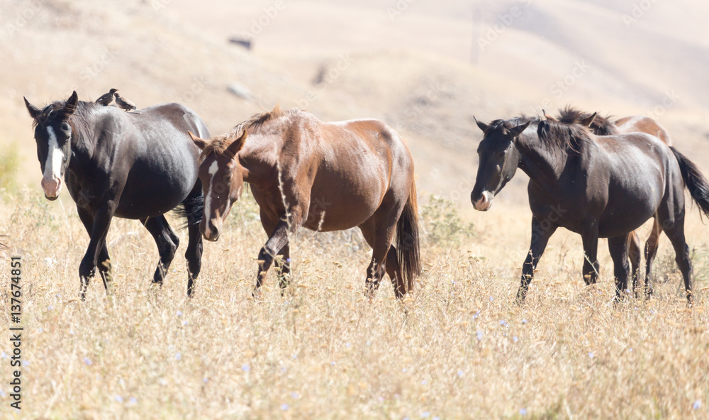 herd of horses in the pasture in the fall herd of horses in the pasture in the fall