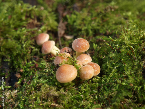 mushrooms on old stump closeup