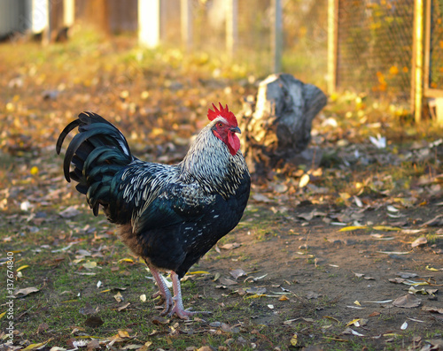 Beautiful plymouth rock chicken rooster with black and white barred plumage, bird posing in private backyard, calm domestic fowl © sasapanchenko