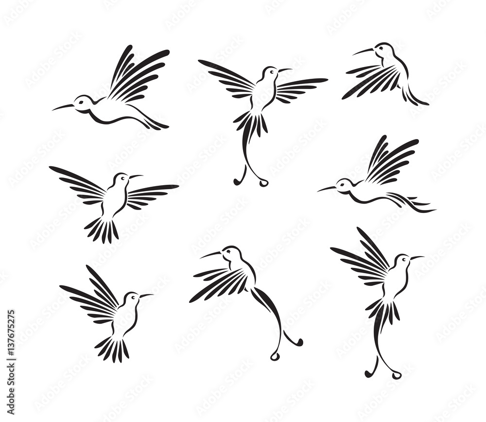 bird colibri bird colibri