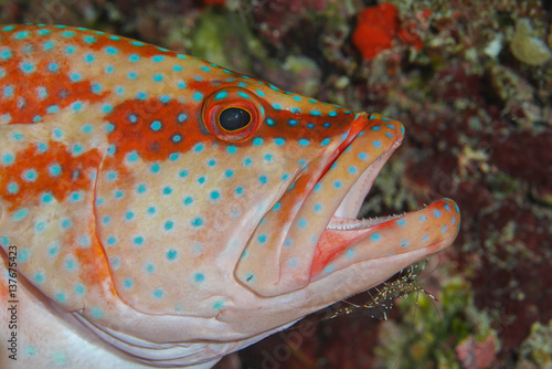 Shrimp cleaning a coral grouper