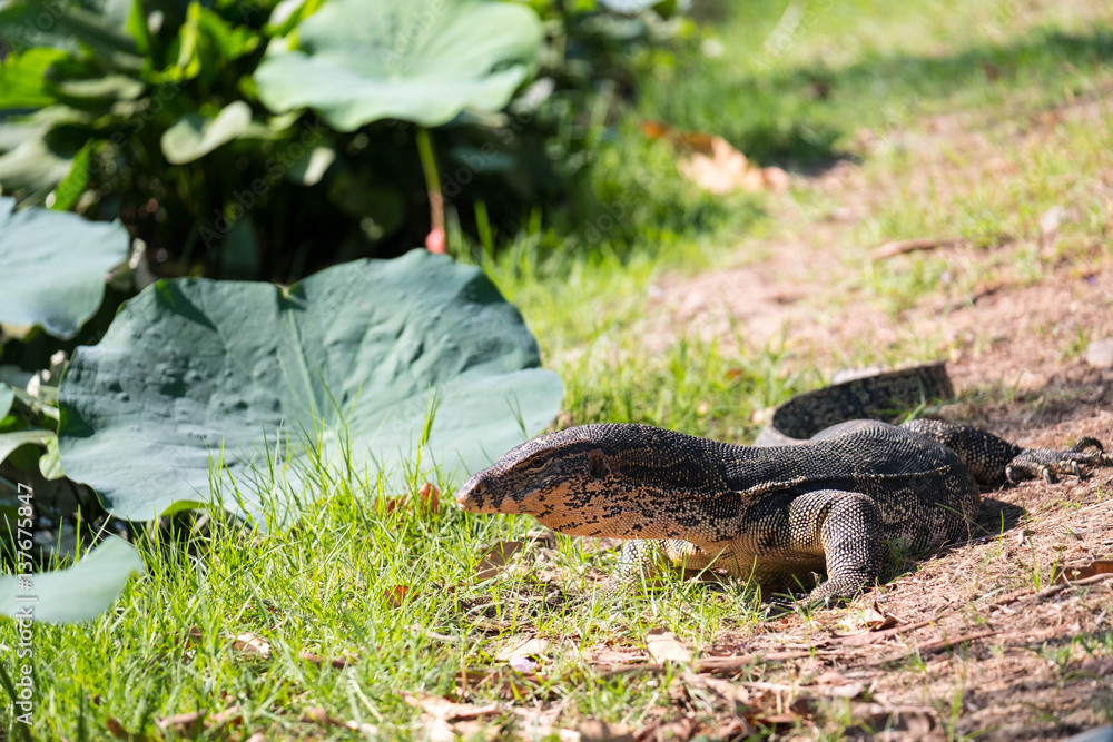 Water monitor on the ground beside the pond. Water monitor on the ground beside the pond.