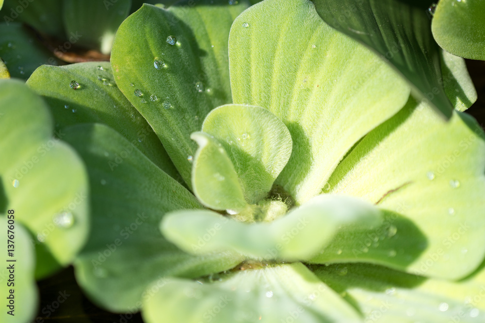 Obraz premium Blue Water Lattuce closeup shot