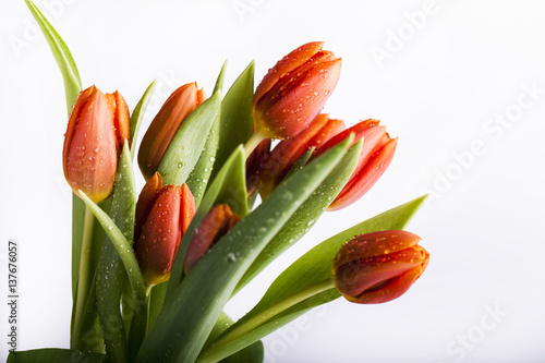 Fototapeta Naklejka Na Ścianę i Meble -  Piękne tulipany