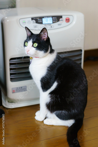 白黒ハチワレ猫
