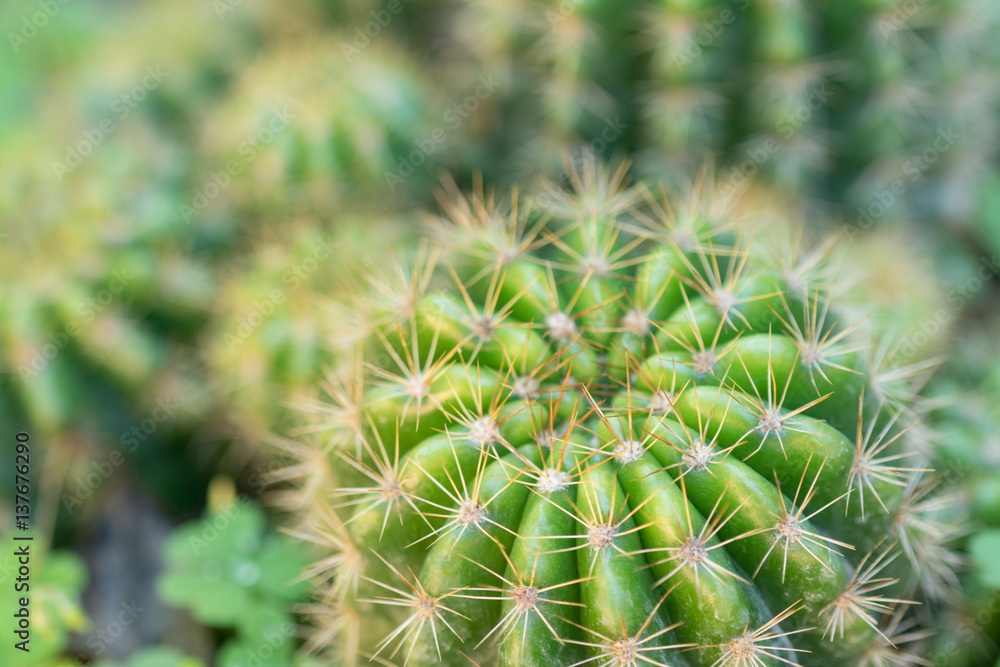 Green Cactus macro shot