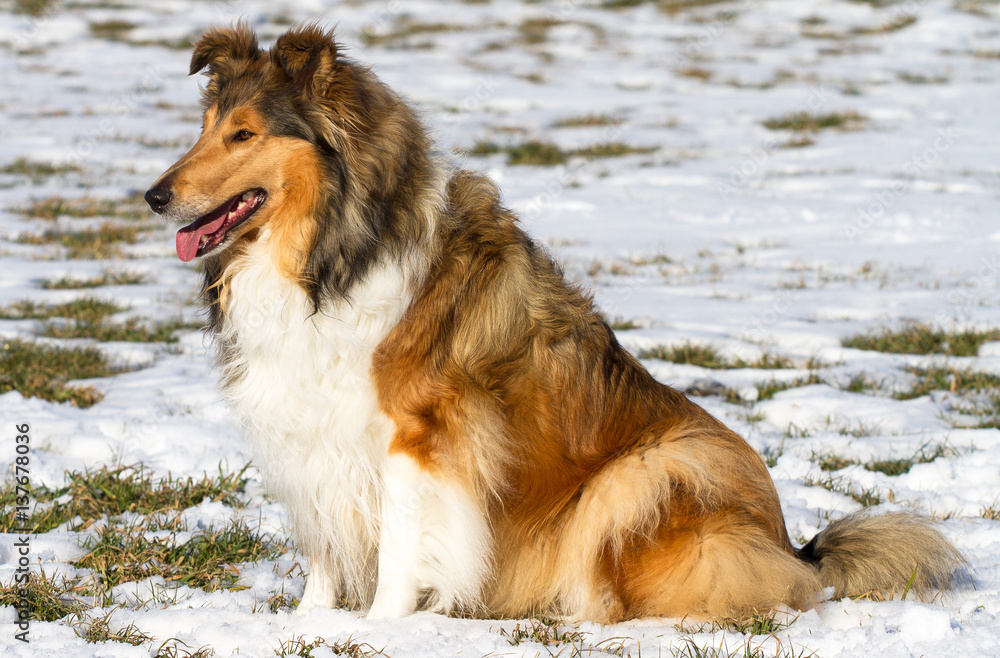 Dark-Sable Collie-Hündin im Schnee