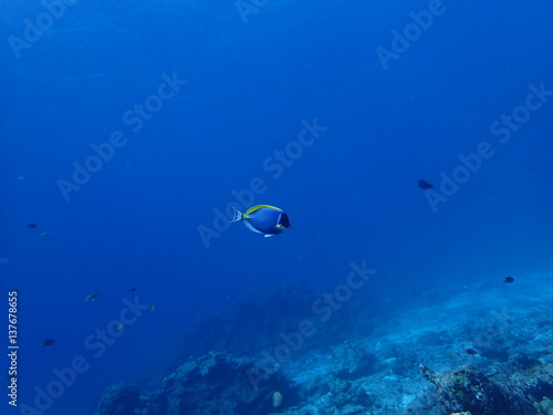 インド洋のパウダーブルーサージョンフィッシュ