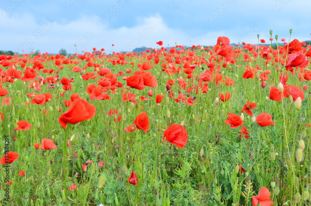 Obraz premium Papaveri