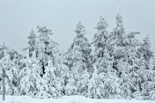 Panorama of the snowy winter landscape in the mountains.