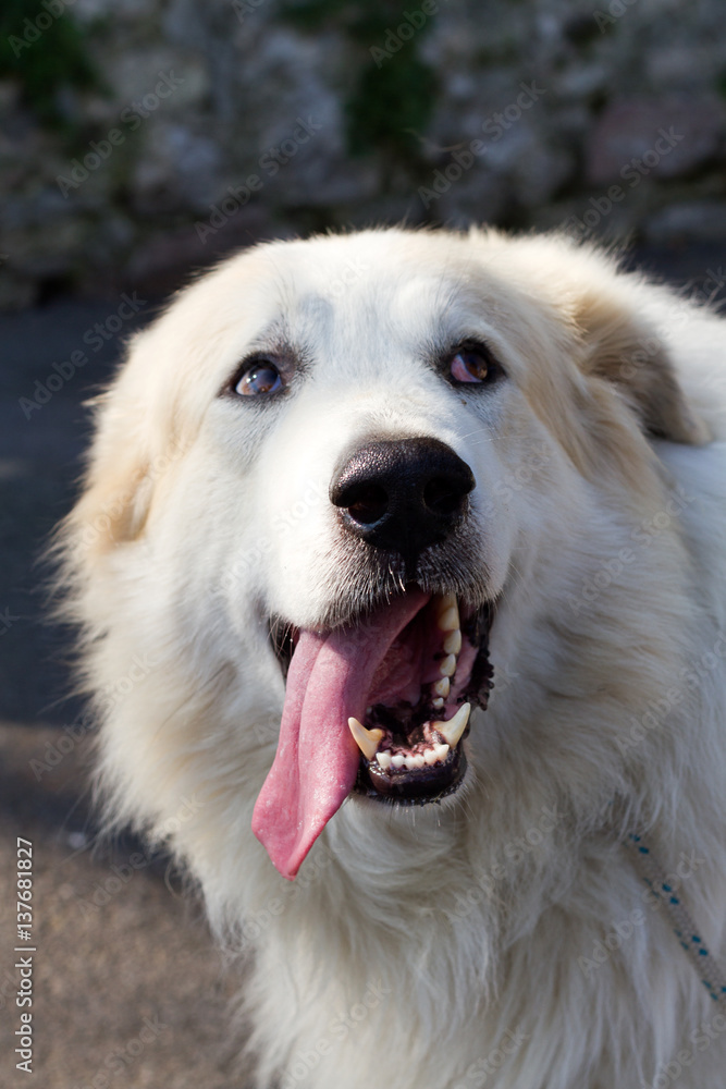 Mountain dog of the Pyrenees