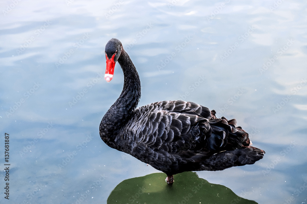 Fototapeta premium Black Swan (Cygnus atratus) in the lake