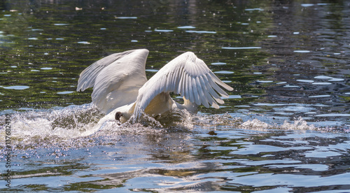 Schwan mit ausgebreiteten Flügeln 