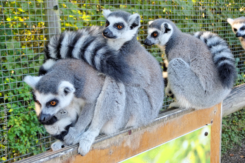 Fototapeta premium Three lemurs.