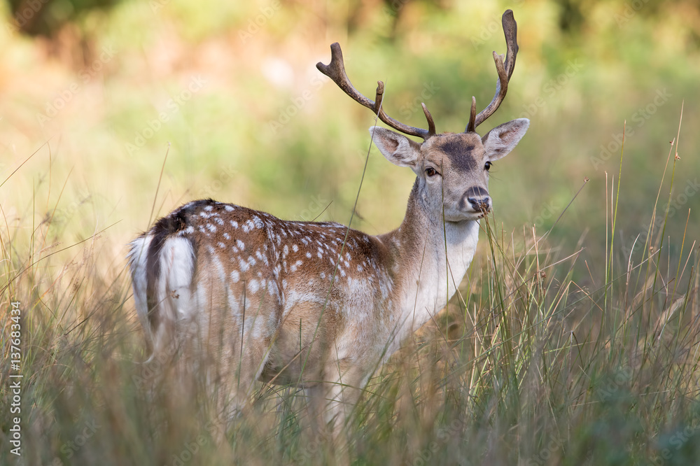 Fototapeta premium Fallow Deer (Dama dama)/Fallow Deer in long grass and bracken