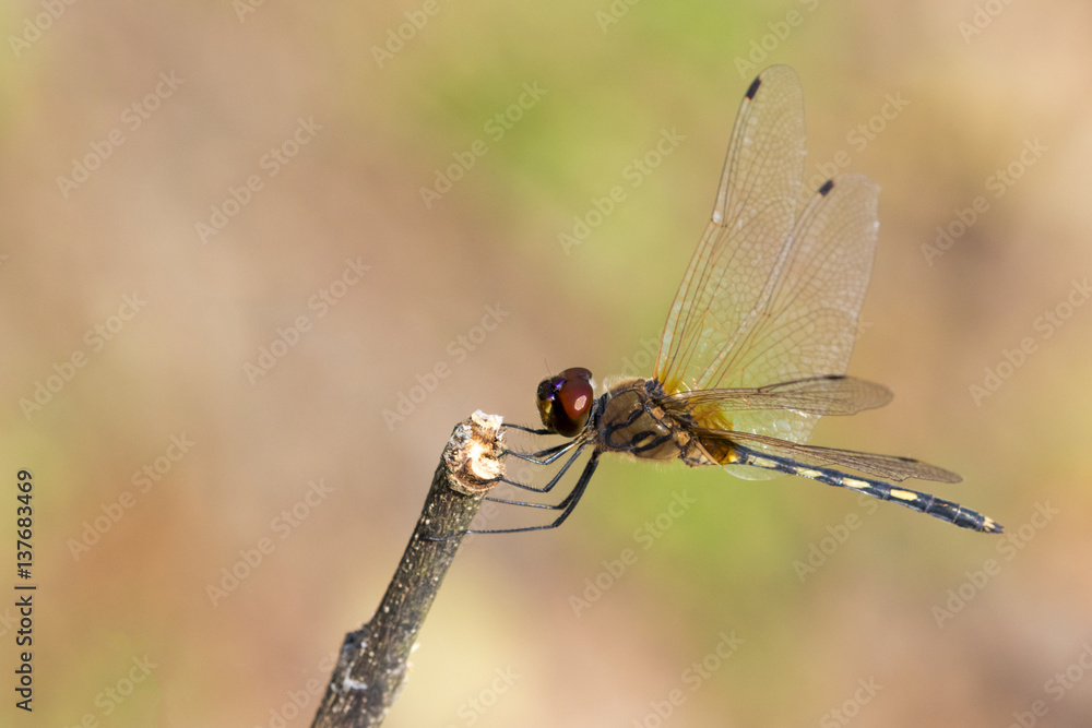 mage of dragonfly perched on a tree branch on nature background. Insect Animals. mage of dragonfly perched on a tree branch on nature background. Insect Animals.