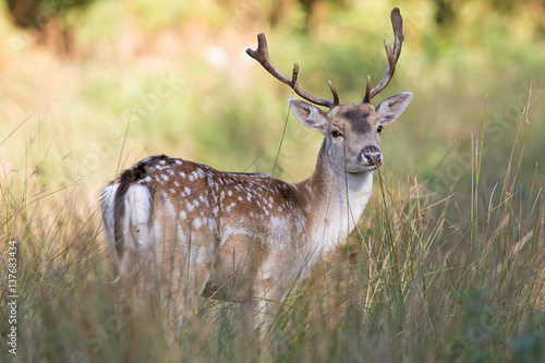 Fallow Deer (Dama dama)/Fallow Deer in long grass and bracken photo