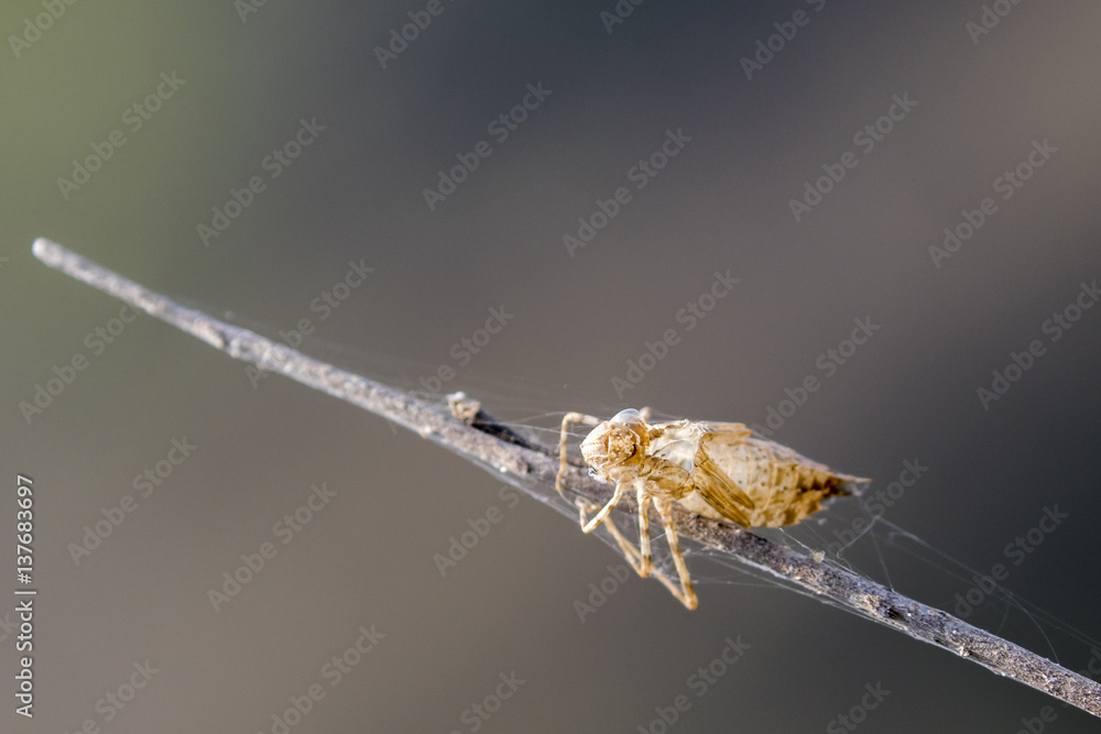 Image of Dragonfly larva dried on nature background. Wild Animals ...