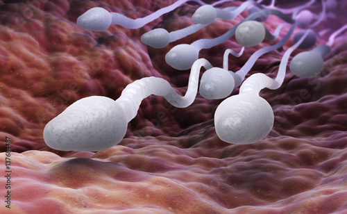 Bilde på lerret Male sperm cells