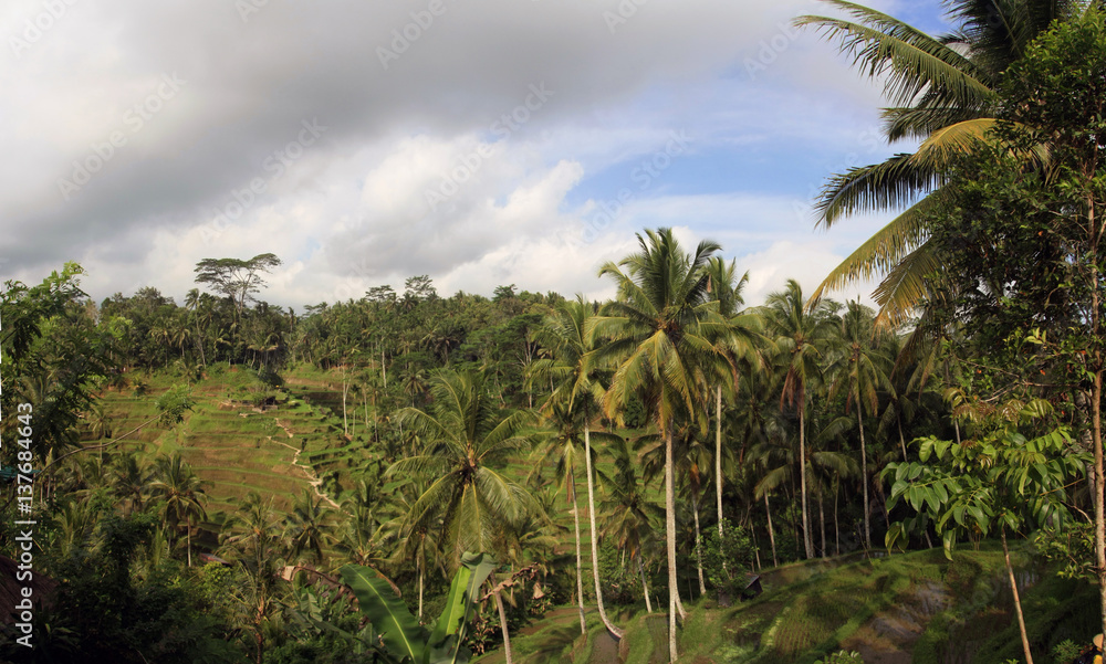 Terrace rice fields in Ubud, Bali, Indonesia