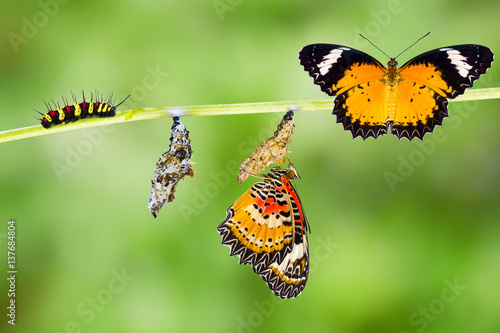Isolated Male Leopard lacewing butterfly life cycle