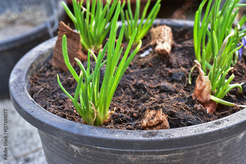 growing red shallot bulbs into a pot at home, sprouting green shallot, starting new life, concept idea.