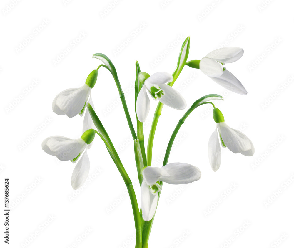 Spring snowdrops isolated on white background Spring snowdrops isolated on white background
