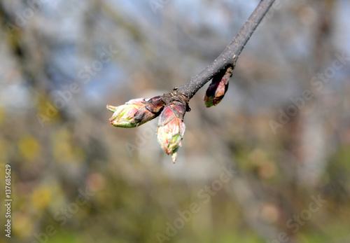 beautiful spring landscape: apple tree branch, gardening, seedling, nature, fruit tree 