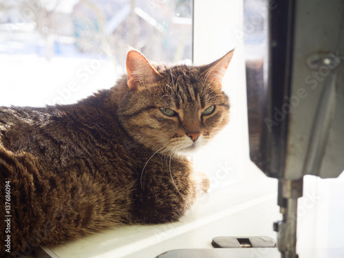 brown cat at the window waiting for spring