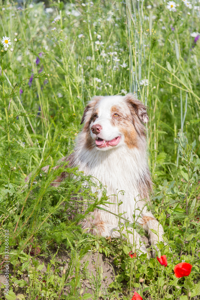 Australian Shepherd Hund mit Frühlingsblumen