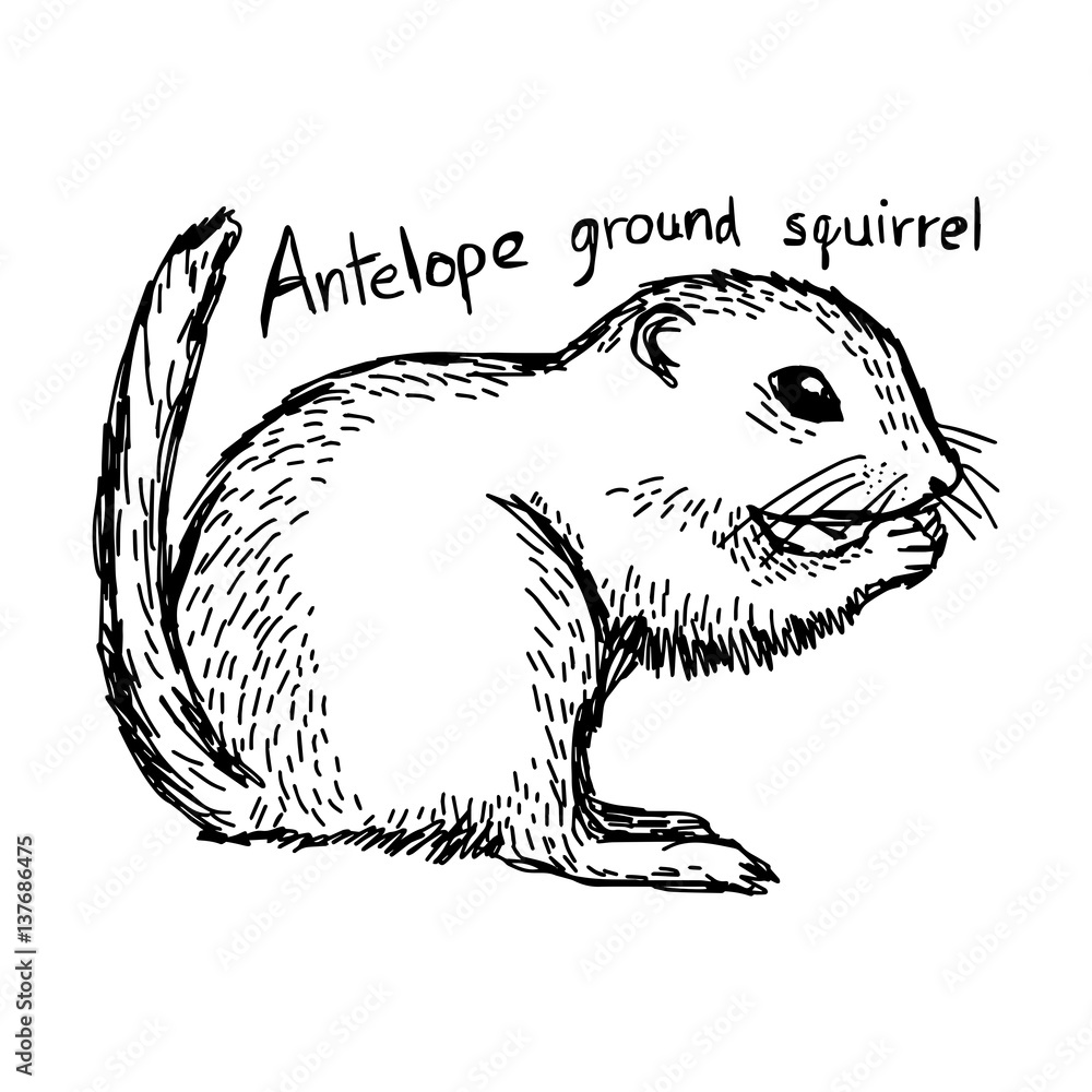 Antelope ground squirrel vector illustration sketch hand drawn with