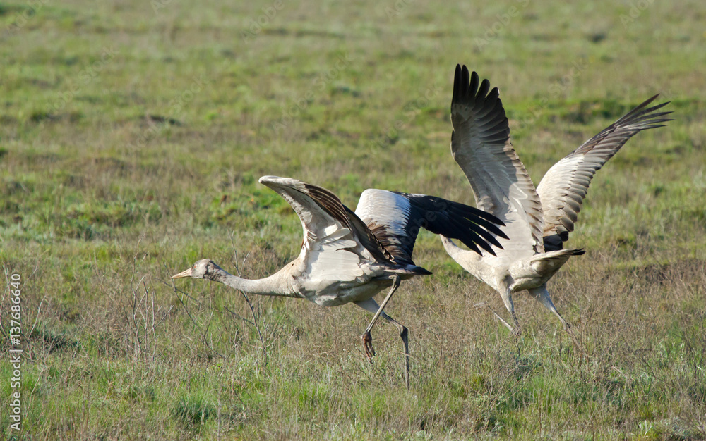 Common cranes (Grus grus) in the field, Kalmykia, Russia Common cranes (Grus grus) in the field, Kalmykia, Russia