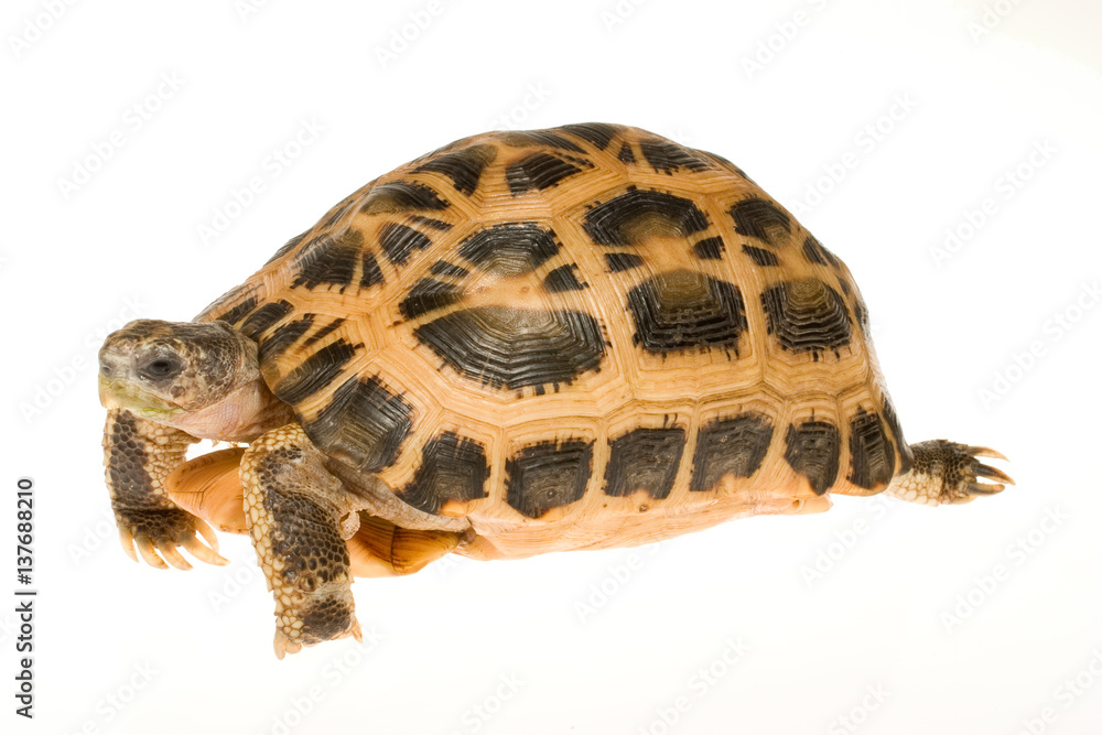 Obraz premium キバラクモノスリクガメ