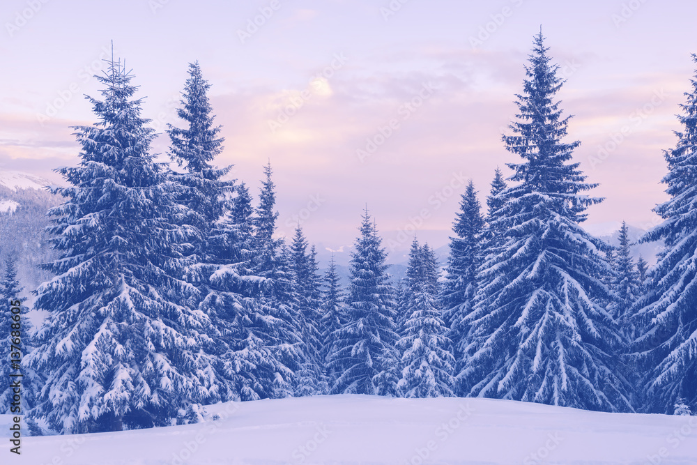 Snow covered pine trees in the winter mountains during a dusk Snow covered pine trees in the winter mountains during a dusk